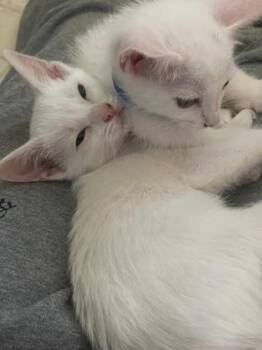 Domestic Short Hair Cats Available for Adoption in Pleasanton, California - Barry | PetCurious