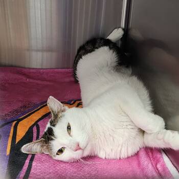 Rescue Domestic Short Hair Cats for Adoption in Dixon, Illinois - Sassy | PetCurious