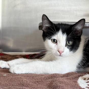 Ray -  Domestic Short Hair Cat for Adoption in Cedaredge, Colorado - Ray | PetCurious