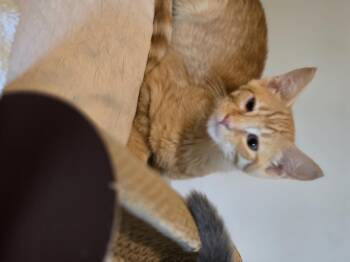 Inferno -  Domestic Short Hair Cat for Adoption in Bethel Park, Pennsylvania - Inferno | PetCurious
