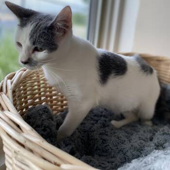 Basil -  Domestic Short Hair Cat for Adoption in Manhattan, Kansas - Basil | PetCurious