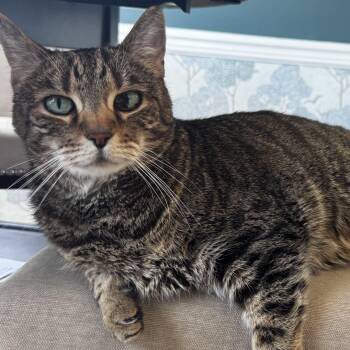 Lou -  Domestic Short Hair Cat for Adoption in Rochester, Washington - Lou | PetCurious