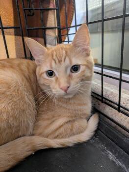 Rescue Domestic Short Hair Cats for Adoption in La Crescent, Minnesota - BENNY | PetCurious