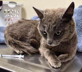 Struesli -  Domestic Short Hair Cat for Adoption in Christiansburg, Virginia - Struesli | PetCurious