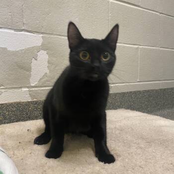 Pepper -  Domestic Short Hair Cat for Adoption in Kansas City, Missouri - Pepper | PetCurious