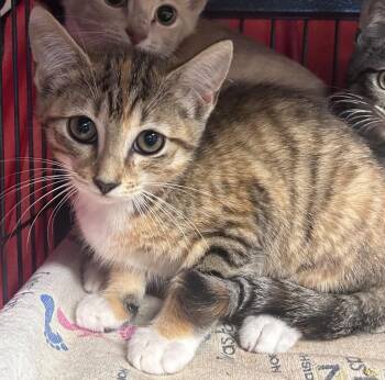 Samantha -  Domestic Short Hair Cat for Adoption in Cumming, Georgia - Samantha | PetCurious