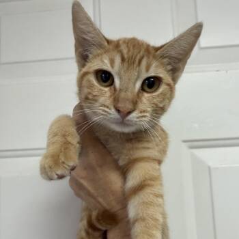Dandelion -  Tabby Cat for Adoption in Columbia, South Carolina - Dandelion | PetCurious
