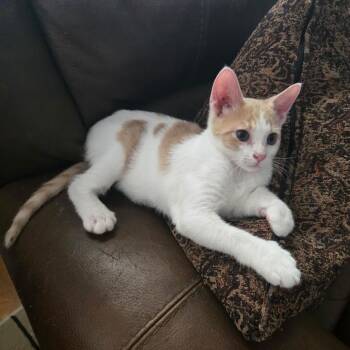Andrew -  Domestic Short Hair Cat for Adoption in Tallahassee, Florida - Andrew | PetCurious