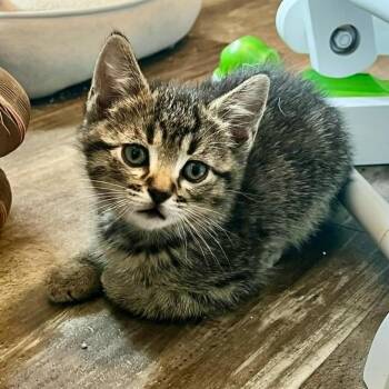 Domestic Short Hair Cats Available for Adoption in Urbandale, Iowa - Buzz | PetCurious
