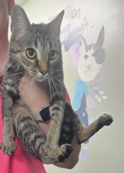 Rescue Domestic Short Hair Cats for Adoption in Hillsdale, Indiana - Jetts | PetCurious