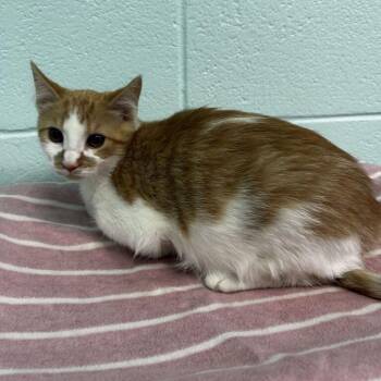 Francesco -  Domestic Short Hair Cat for Adoption in Spruce Pine, North Carolina - Francesco | PetCurious