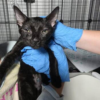 Stetson (Rodeo Litter) -  Domestic Short Hair Cat for Adoption in TIMBERCRK CYN, Texas - Stetson (Rodeo Litter) | PetCurious