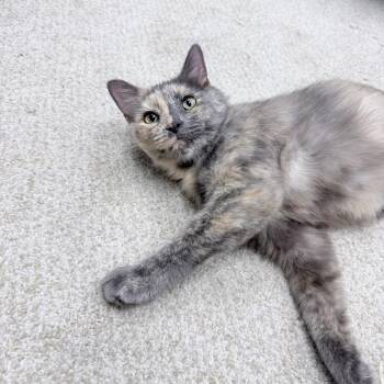 Rescue Domestic Medium Hair Cats for Adoption in Philadelphia, Pennsylvania - Mona | PetCurious