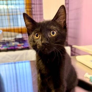 Pumba -  Domestic Short Hair Cat for Adoption in Redwood Valley, California - Pumba | PetCurious