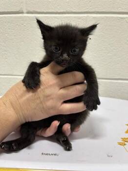 BENNETT -  Domestic Short Hair Cat for Adoption - BENNETT | PetCurious