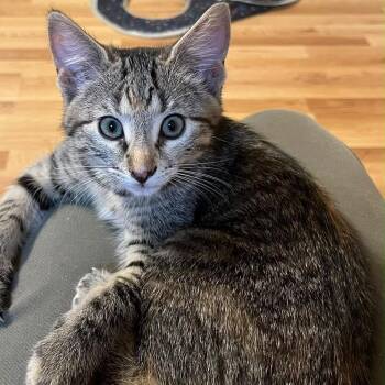 Wren -  Domestic Short Hair Cat for Adoption in Winchester, Virginia - Wren | PetCurious