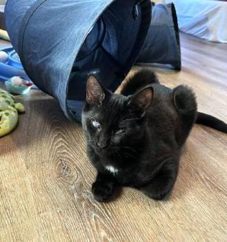 Popeye - Super Snuggler -  Domestic Short Hair Cat for Adoption in Lemoyne, Pennsylvania - Popeye - Super Snuggler | PetCurious