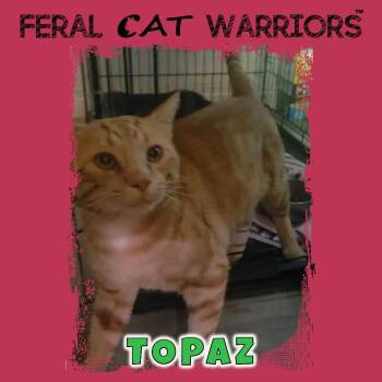 Topaz -  Domestic Short Hair Cat for Adoption in Kingman, Arizona - Topaz | PetCurious