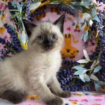 9 to 5 -  Domestic Short Hair Cat for Adoption in Toms River, New Jersey - 9 To 5 | PetCurious