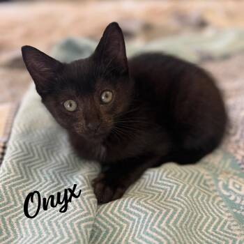 Bombay and Domestic Short Hair Cats Available for Adoption in Houston, Texas - Onyx #gemstone-trio | PetCurious