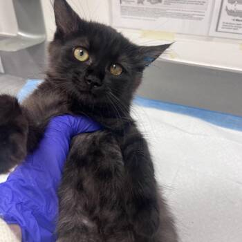 Daisy (Light Blue) -  Domestic Long Hair Cat for Adoption in Bentonville, Arkansas - Daisy (Light Blue) | PetCurious