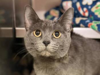 Domestic Short Hair Cats Available for Adoption - Princess Cornflake | PetCurious