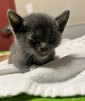 Domestic Short Hair Cats Available for Adoption in Oakland, California - Batman | PetCurious