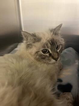 Siamese Cats Available for Adoption in West Valley City, Utah - OPALINE | PetCurious