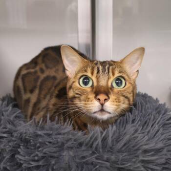 Valentina -  Bengal Cat for Adoption in Saint Charles, Missouri - Valentina | PetCurious