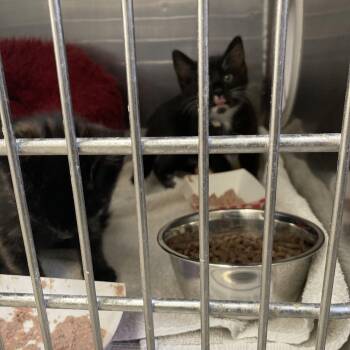 Domestic Short Hair Cats Available for Adoption in Long Beach, California - Cassie | PetCurious