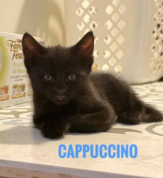 American Shorthair Cats Available for Adoption - Cappuccino Reilly | PetCurious