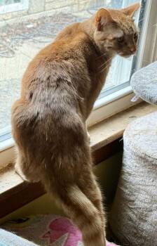 Domestic Short Hair Cats Available for Adoption - Jay | PetCurious