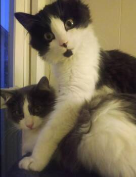 Domestic Short Hair Cats Available for Adoption - Maths: Fibonacci (Fib) - Part Of Bonded Pair | PetCurious