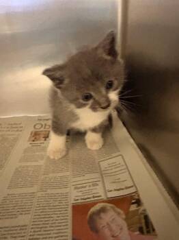 LUIGI -  Domestic Short Hair Cat for Adoption in Riverside, California - LUIGI | PetCurious