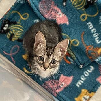 Denali -  Domestic Short Hair Cat for Adoption in Sunnyvale, California - Denali | PetCurious