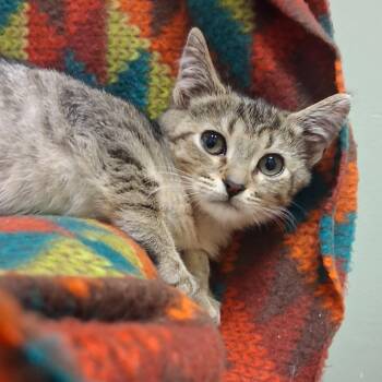 Meryl Cheep -  Domestic Short Hair Cat for Adoption in Middlebury, Vermont - Meryl Cheep | PetCurious