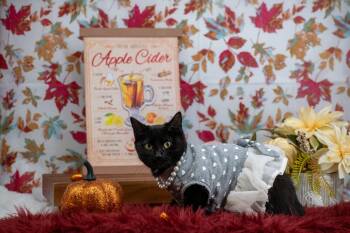 Rescue Domestic Short Hair Cats for Adoption in Sevierville, Tennessee - Miss Drumstick Dancer | PetCurious