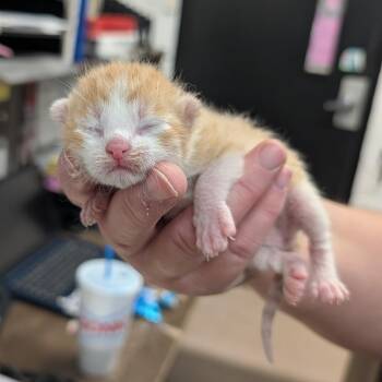 Domestic Short Hair Cats Available for Adoption in Ardmore, Oklahoma - Grommet Squeakboot | PetCurious