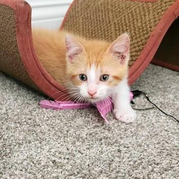 Paul C12041 -  Domestic Short Hair Cat for Adoption - Paul C12041 | PetCurious