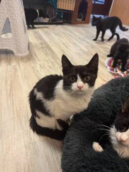 Katie -  Domestic Short Hair Cat for Adoption in Freeport, New York - Katie | PetCurious