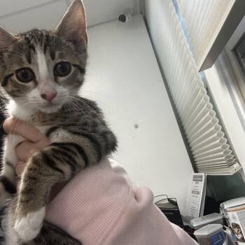 Queso -  Domestic Short Hair Cat for Adoption - Queso | PetCurious