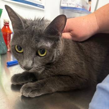 Lola -  Domestic Short Hair Cat for Adoption in Tulsa, Oklahoma - Lola | PetCurious