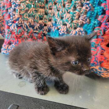 Zeek -  Domestic Short Hair Cat Available for Adoption in Clarksdale, Mississippi - Zeek | PetCurious