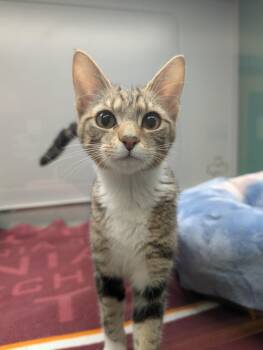 Beau -  Domestic Short Hair Cat for Adoption in Suffolk, Virginia - Beau | PetCurious