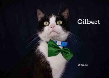 Gilbert -  Tuxedo Cat for Adoption in York, Nebraska - Gilbert | PetCurious