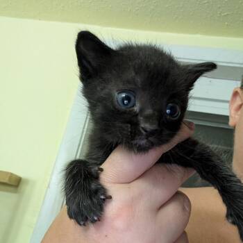 Cannonball -  Domestic Short Hair Cat for Adoption in North Port, Florida - Cannonball | PetCurious