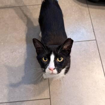 Dr Cruz -  Domestic Short Hair Cat for Adoption in Chicago, Illinois - Dr Cruz | PetCurious
