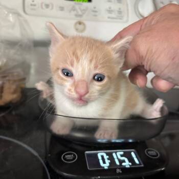 Rhum Rhum Bacardi GHA1_7 -  Domestic Short Hair Cat for Adoption in Columbia, Missouri - Rhum Rhum Bacardi GHA1_7 | PetCurious