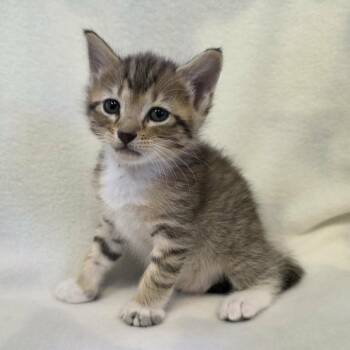 Blossom 8341 -  Domestic Short Hair Cat for Adoption in Hamilton, Georgia - Blossom 8341 | PetCurious