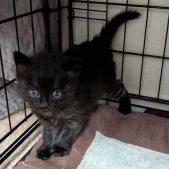 Domestic Short Hair Cats Available for Adoption in Lewisville, Texas - Little Bear | PetCurious